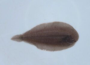 <i>Apionichthys nattereri</i> (Steindachner, 1876) 南米淡水シタビラメ、無斑紋