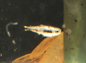 モエンクハウシア・ファエノタ