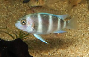 <i>Cyphotilapia gibberosa</i> Takahashi & Nakaya, 2003 キホチラピア・ギーベロサ