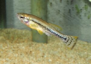 イリオドン・フルシデンス