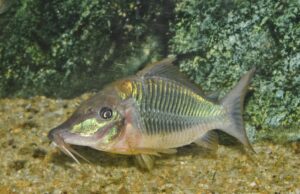 コリドラス：ロングノーズブロキス