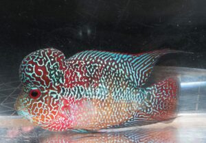 <i>Amphilophus citrinellus × A. trimaculatus</i> フラワーホーン