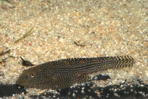  タイニースポットヒルストリームローチ