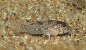 コリドラス：ホプリソマ sp. アチニンガ