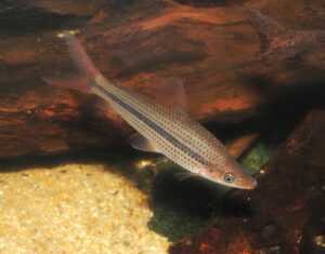 <i>Pseudanos winterbottomi</i> Sidlauskas & Santos, 2005 プセウドアノス・ウィンターボトミ