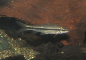<i>Osteochilus flavicauda</i> Kottelat & Tan, 2009 オステオキルス・フラヴィカウダ