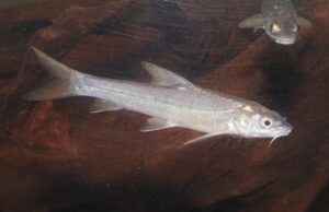 ルシオバルブス・ブラキセパルス