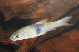 <i>Hampala sabana</i> Inger & Chin, 1962 ハンパラ・サバナ