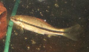 <i>Osteochilus flavicauda</i> Kottelat & Tan, 2009 オステオキルス・フラヴィカウダ