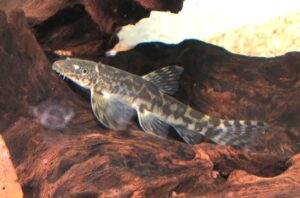 <i>Vanmanenia pingchowensis</i> (Fang, 1935) ヴァンマネニア・ピングチョウエンシス