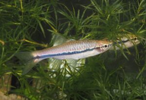 <i>Rasbora einthovenii</i> (Bleeker, 1851) ラスボラ・エイントヴェニー