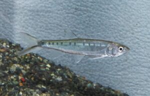 <i>Raiamas guttatus</i> (Day, 1870) ライアマス・グッタトゥス