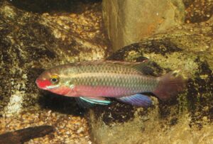 <i>Pelvicachromis sacrimontis</i> Paulo, 1977 ペルヴィカクロミス・サクリモンチス
