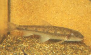 <i>Belligobio nummifer</i> (Boulenger, 1901) ベーリゴビオ・ヌーミフェル