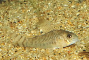<i>Hoplisoma thanatos</i> (Tencatt, Ohara, Sousa & Britto, 2022) ホプリソマ・タナトス