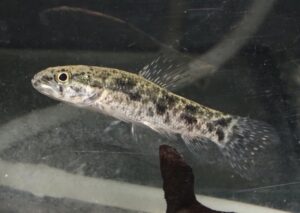 <i>Hoplias lacerdae</i> Miranda Ribeiro, 1908 タライーラ（ウルグアイ）