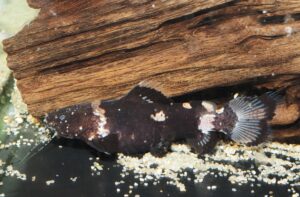 <i>Batrochoglanis acanthochiroides</i> (Güntert, 1942) マーブルジャウー