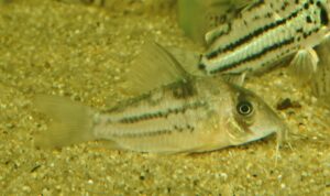 <i>Hoplisoma tenebrosum</i> Tencatt, Ohara, Carvalho, Grant & Britto, 2025 コリドラス：ホプリソマ・テネブロスム