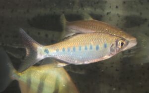 <i>Opsarius bakeri</i> (Day, 1865) オプサリウス・バケリ