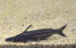 <i>Ageneiosus lineatus</i> Ribeiro, Rapp Py-Daniel & Walsh, 2017 ストライプドルフィンキャット
