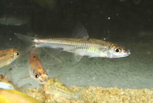 <i>Squalidus</i> sp. スクアリドゥス sp.