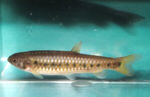 <i>Lebiasina multimaculata</i> Boulenger, 1911 レビアシナ・ムルチマクラタ