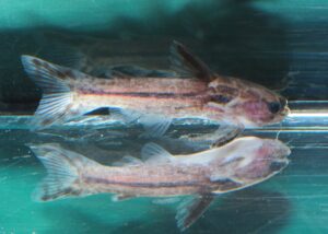 <i>Tatia gyrina</i> (Eigenmann & Allen, 1942) クレンツベルグタチア