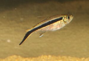 <i>Thayeria boehlkei</i> Weitzman, 1957 ペンギンテトラ