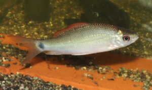 <i>Osteochilus borneensis</i> (Bleeker, 1856) ボルネオボニーリップバルブ