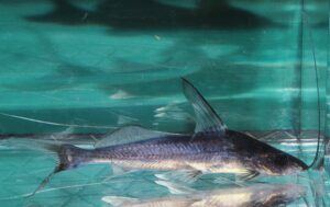 <i>Pimelodus altissimus</i> Eigenmann & Pearson, 1942 ハイフィンブルーバックキャット