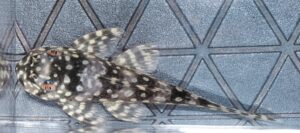<i>Scobinancistrus pariolispos</i> Isbrücker & Nijssen, 1989 ルビースポットマグナム