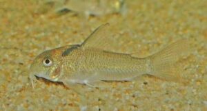 <i>Hoplisoma</i> sp. コリドラス：ホプリソマ sp. ヴィクトリア
