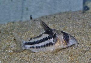<i>Hoplisoma tenebrosum</i> Tencatt, Ohara, Carvalho, Grant & Britto, 2025 コリドラス：ホプリソマ・テネブロスム