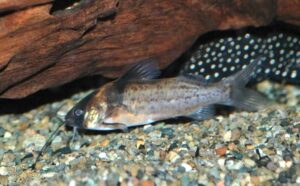 <i>Brachyrhamdia imitator</i> Myers, 1927 ブラキラムディア・イミタトル