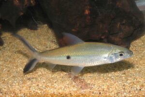 <i>Hemiodus unimaculatus</i> (Bloch, 1794) ヘミオドゥス・ウニマクラトゥス