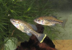 チャパリクティス・ペラチクス