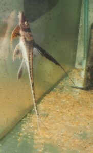 ラモンチクティス・フィラメントスス